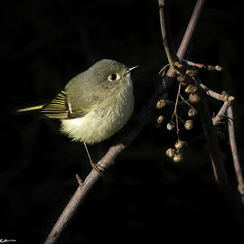 Ruby-crowned Kinglet on a Branch by Joe Fisher