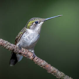 Ruby by James Overesch