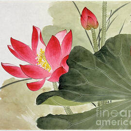 Ruby Red Lotus Flower by Yu Zhizhen