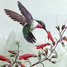 Ruby-throated Hummingbird by Don Balke