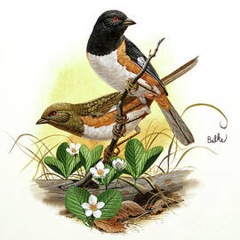 Rufous-sided Towhee by Don Balke