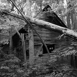 Ruin in the Trees by Steven Nelson