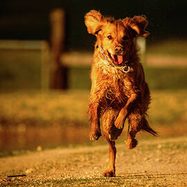 Running Golden by Mike Lee