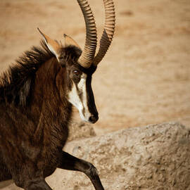 Running Sable Antelope by Natural Focal Point Photography