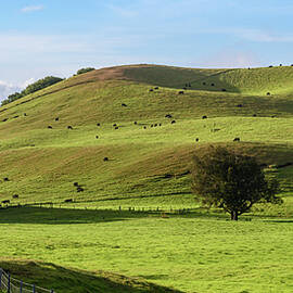 Cattle Grazing On A Volcano In Hawaii by Steven Sparks