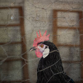 Rustic Rooster by Mary Lee Dereske