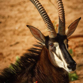 Sable Antelope and Bird Interaction by Natural Focal Point Photography