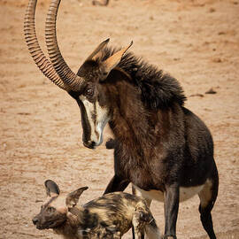 Sable Challenge at the Watering Hole by Natural Focal Point Photography