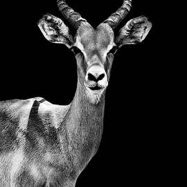Safari Profile Collection - Antelope Black Edition by Philippe HUGONNARD