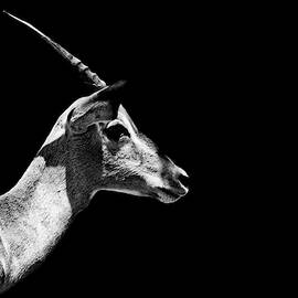 Safari Profile Collection - Antelope Impala Black Edition by Philippe HUGONNARD