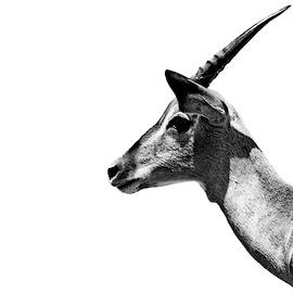 Safari Profile Collection - Antelope Impala White Edition by Philippe HUGONNARD