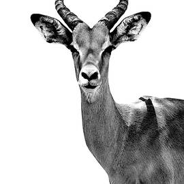 Safari Profile Collection - Antelope White Edition by Philippe HUGONNARD