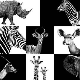 Safari Profile Collection  by Philippe HUGONNARD