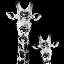 Safari Profile Collection - Portrait of Giraffe and Baby Black Edition I I I by Philippe HUGONNARD