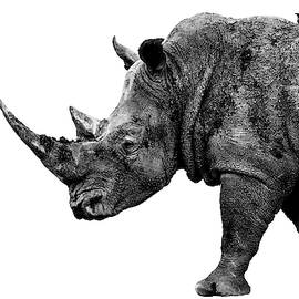 Safari Profile Collection - Rhino White Edition by Philippe HUGONNARD