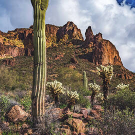 Saguaro and Superstitions, Arizona - Vertical by Abbie Matthews