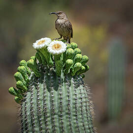 Saguaro Cactus Blossoms with Thrasher Bird by Rebecca Herranen