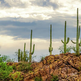 Saguaro Ridge by Kevin Schwalbe