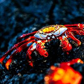 Sally Lightfoot Crab on Rocky Surface by Bruce Block