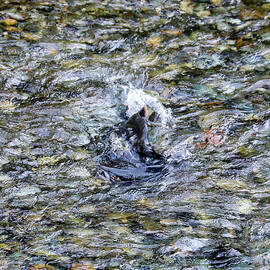 Salmon 11A by Sally Fuller