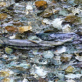 Salmon 13A by Sally Fuller