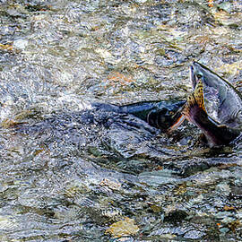 Salmon 18A by Sally Fuller