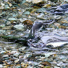 Salmon 2A by Sally Fuller