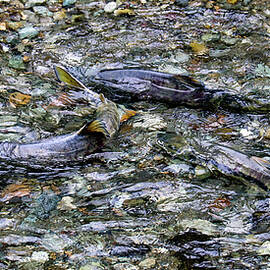 Salmon 4A by Sally Fuller