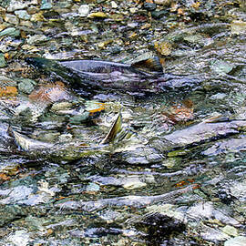 Salmon 5A by Sally Fuller