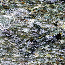 Salmon 6A by Sally Fuller