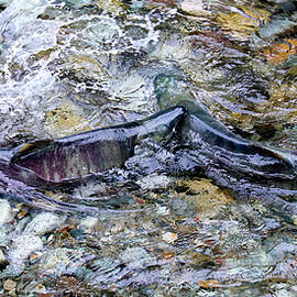 Salmon 7A by Sally Fuller