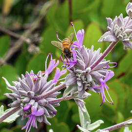 Sampling the Coastal Sage by Joe Schofield