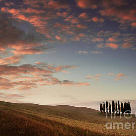 San Quirico d'Orcia - Group of cypress trees in ploughed field at sunset, Tuscany, Italy by Neale And Judith Clark