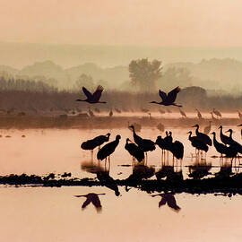 Sandhill Crane 18D by Sally Fuller