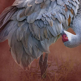 Sandhill Crane 43B by Sally Fuller