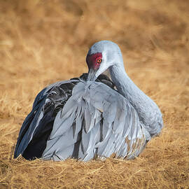 Sandhill Crane Amidst the Colors of Harvest in New Mexico by Rebecca Herranen