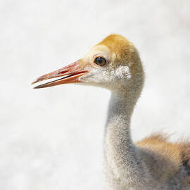 Sandhill Crane Baby by Rebecca Herranen
