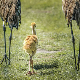 Sandhill Crane Chick Family by Rebecca Herranen