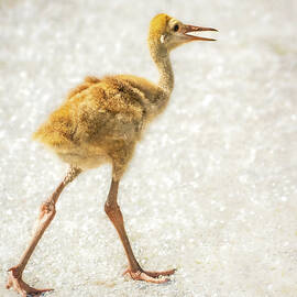 Sandhill Crane Colt by Rebecca Herranen