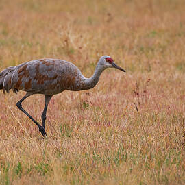 Sandhill Crane in the Willow Creek Valley - Lassen County CA by Mike Lee