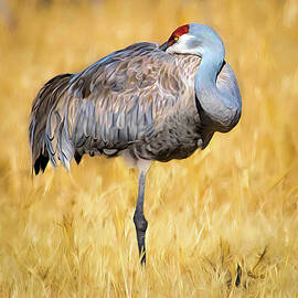 Sandhill Crane Lazy Afternoon by Rebecca Herranen