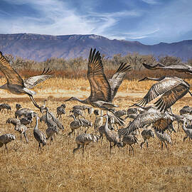 Sandhill Crane Migration by Rebecca Herranen