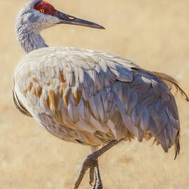 Sandhill Crane Natural by Rebecca Herranen