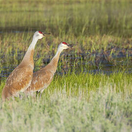 Sandhill Cranes Vocalizing at Kyburz Flat - Sierra County California by Mike Lee