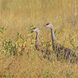Sandhill Crane Pair in Golden Light - Lassen County California by Mike Lee