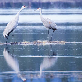 Sandhill Crane Pair - McCoy Flat Reservoir - Lassen County California by Mike Lee