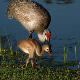 Sandhill Crane with her colt by Larry Marshall