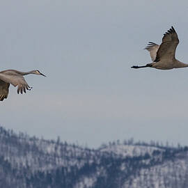 Sandhill Cranes at Dawn - Lassen County California by Mike Lee