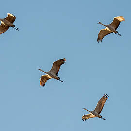 Sandhill Cranes Soaring in Blue Sky by Debra Martz