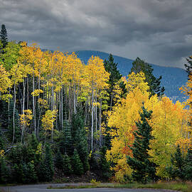 Santa Fe Gold Autumn by Rebecca Herranen
